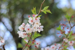 葉桜へ