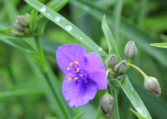 庭の花