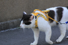 パトロール中