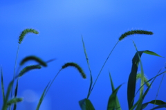 多分イネ科の・・・