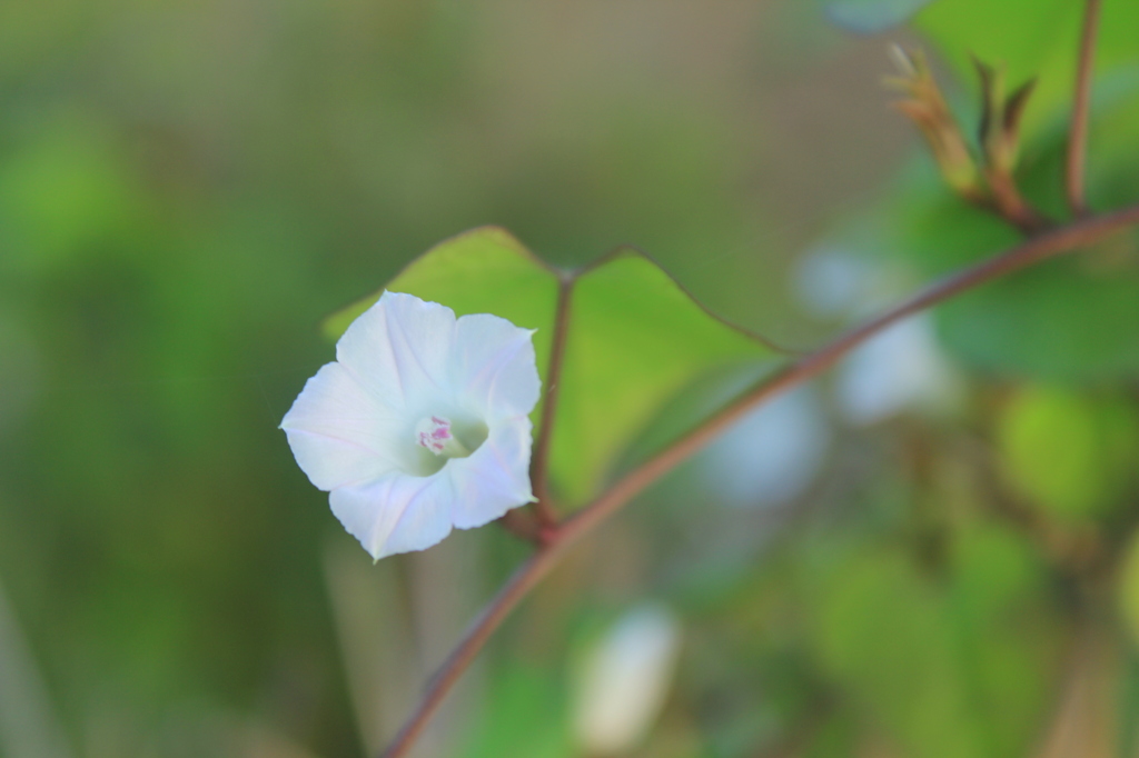 花一輪