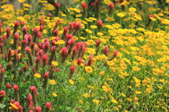 野の花