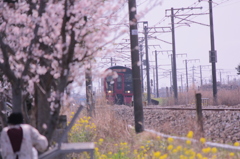 桜のある風景