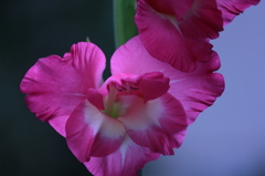 尻切れハート^^;