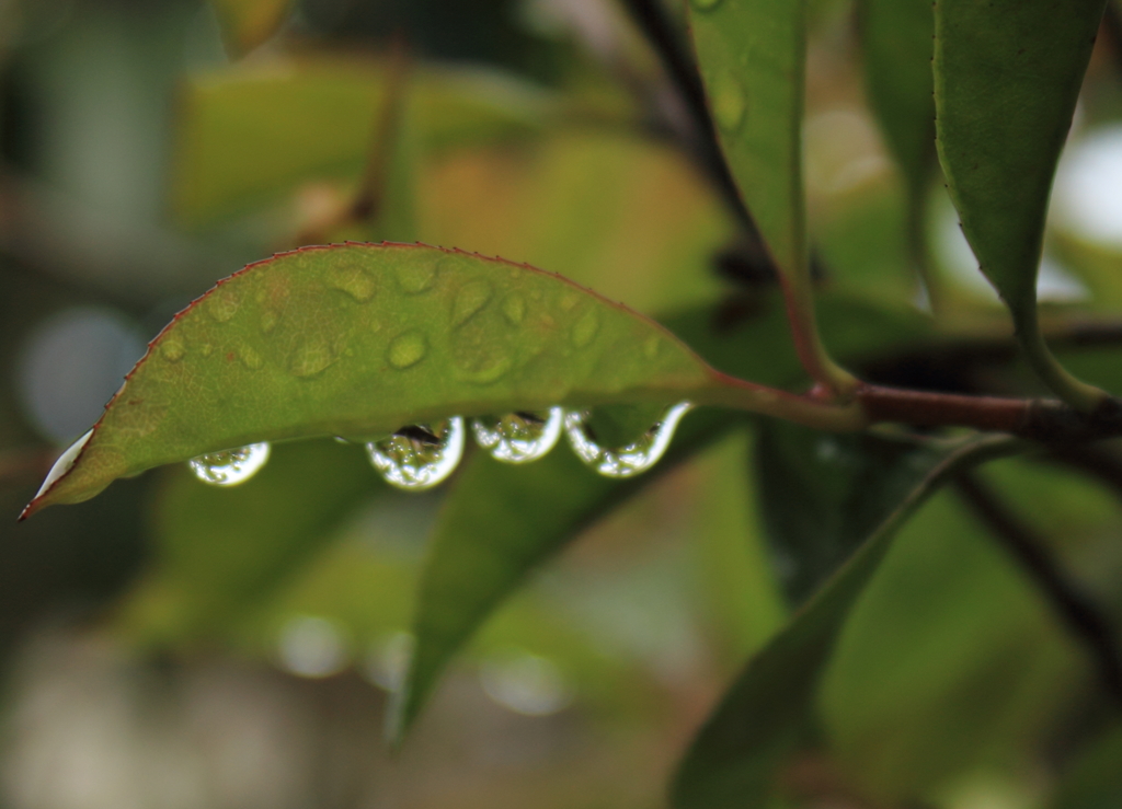 雨上がりⅡ