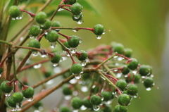雨を纏う