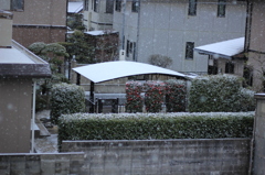 薄っすら雪化粧
