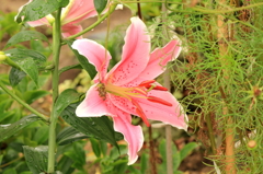 百合