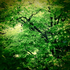 緑