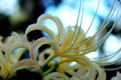彼岸花