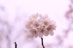 記憶の中の桜