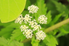 野の花