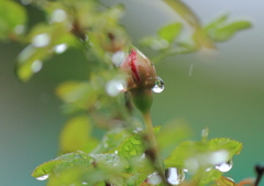 ミニ薔薇