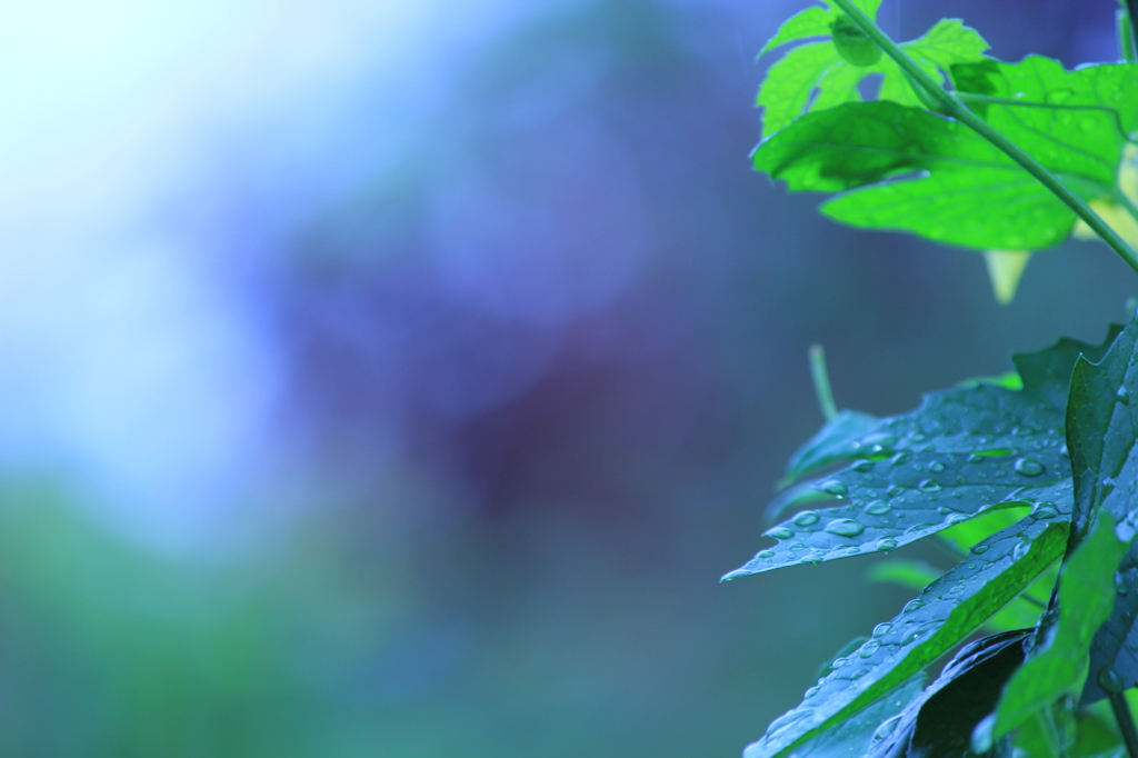 華やかに？？？