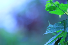 華やかに？？？