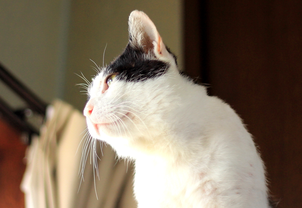 猫発見