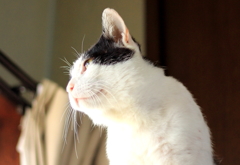 猫発見
