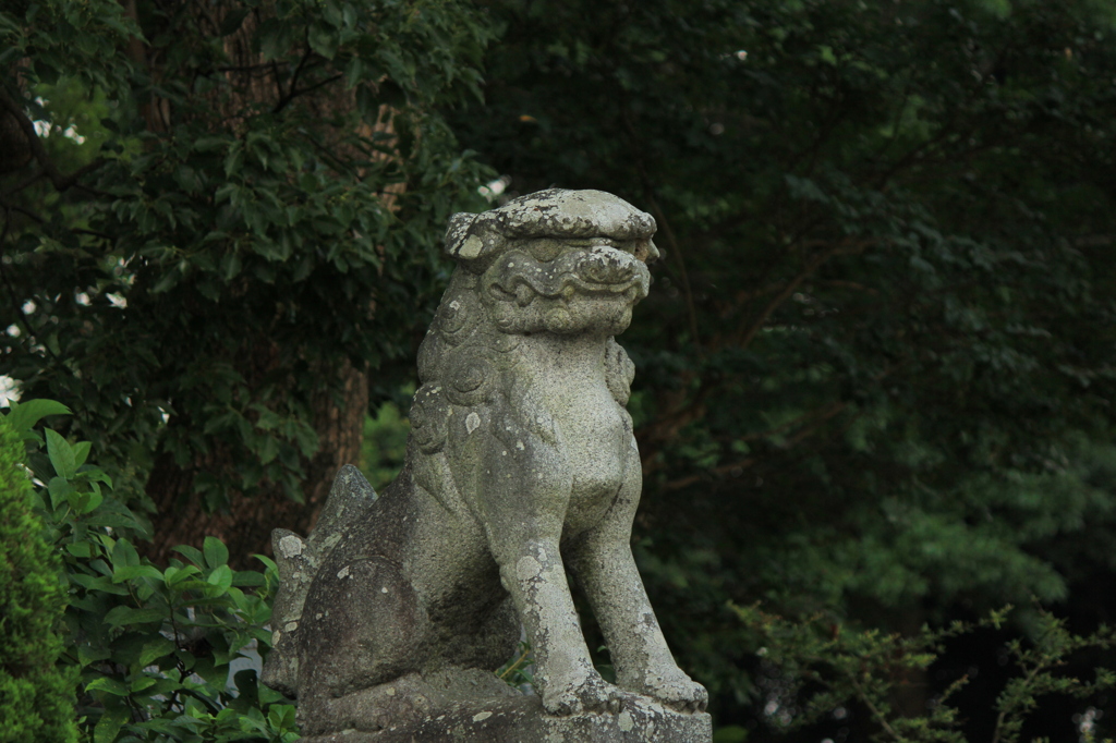 凛々しく