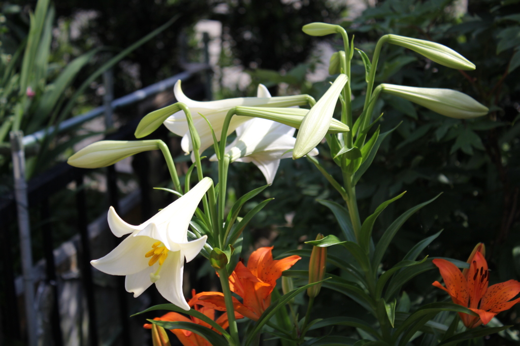 白百合も