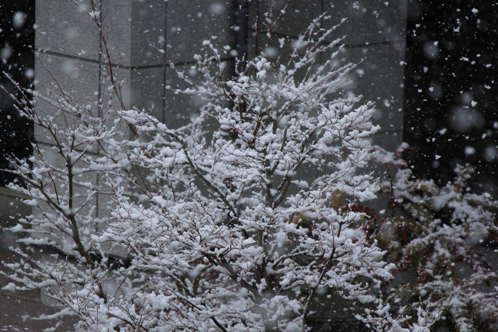 雪化粧