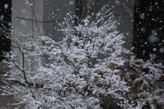 雪化粧