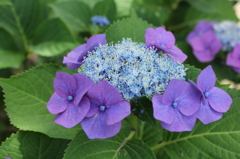 あじさい