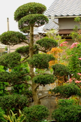 秋の庭２