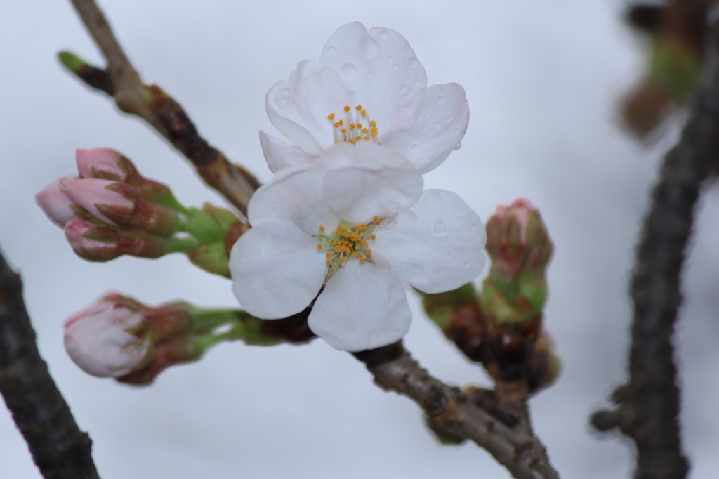桜シリーズｗ