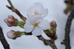 桜シリーズｗ