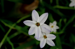 華