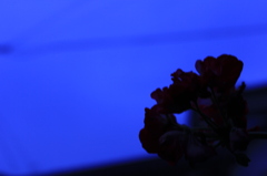 人工物は入れたくなかった...