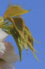 桜の葉