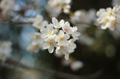 今日の桜２