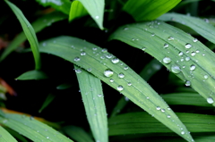 雨