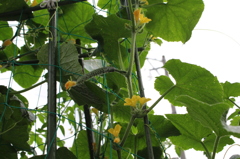 母の腕に育まれて