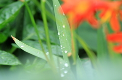 雨あがり
