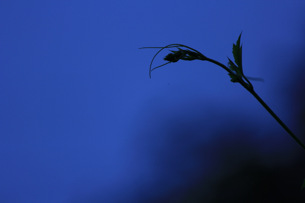 しずしずと伸びる