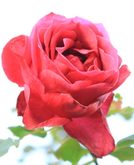 薔薇
