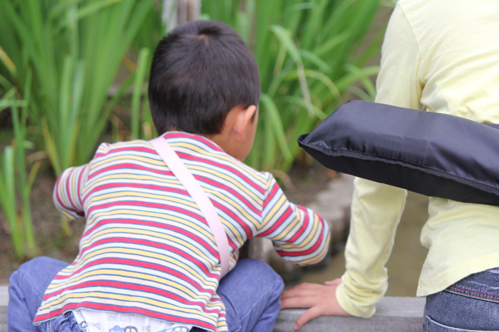 花よりアメンボ