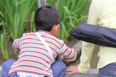 花よりアメンボ