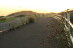 野の花