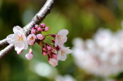 桜
