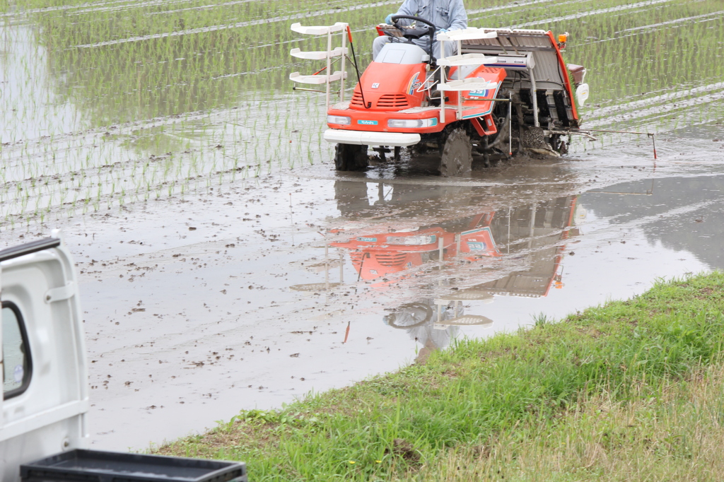 田植え