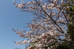 桜は難しい・・・
