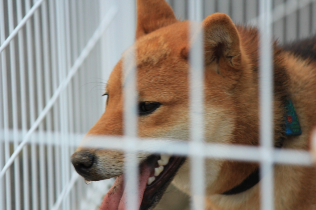 チラッ