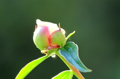 蕾