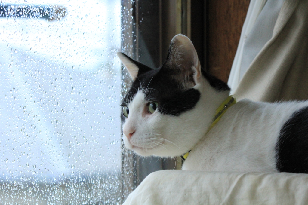 雨
