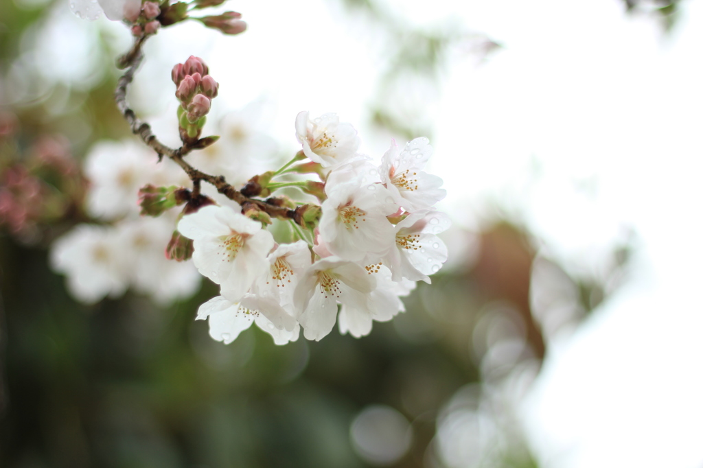 桜