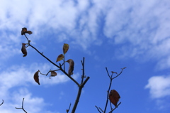 落葉する時