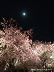 月光夜桜